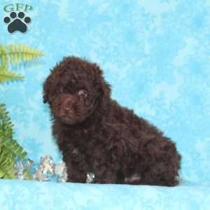 Jeff, Toy Poodle Puppy